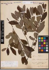 Salix aurita L. x Salix silesiaca Willd.